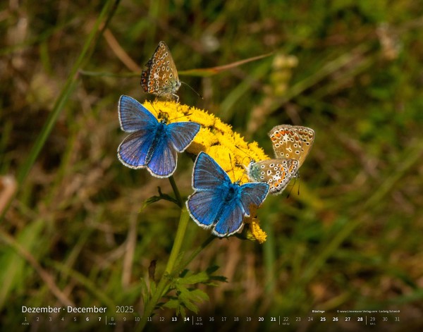 Butterflies 2025